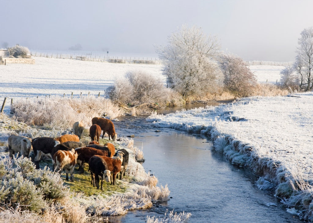 Preparing the VG farm for winter – plus, seasonal tips for your garden!